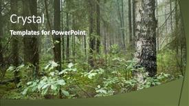  Presentation with pine forest - Slides enhanced with summer-forest-with-pine background and a tawny brown colored foreground