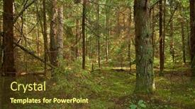  Presentation with pine forest - Presentation with summer-forest-with-pine background and a tawny brown colored foreground