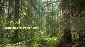  Presentation with pine forest - Slide set featuring summer-forest-with-pine background and a tawny brown colored foreground