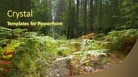  Presentation with pine forest - PPT layouts consisting of summer-forest-with-pine background and a tawny brown colored foreground