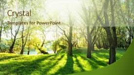  Presentation with woodland - Amazing slides having summer forest with sun backdrop and a soft green colored foreground