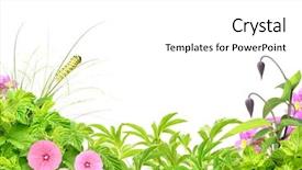  Presentation with caterpillar - Cool new PPT layouts with summer frame with green leaves flowers and caterpillar isolated over white backdrop and a white colored foreground