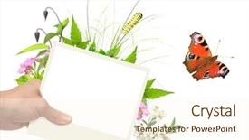  Presentation with summer flowers - Cool new slide set with summer frame with photo green leaves flowers and insects isolated on white background backdrop and a cream colored foreground