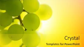  Presentation with grapevine - Cool new PPT layouts with summer fruits - close-up of a bunch backdrop and a yellow colored foreground