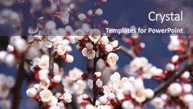  Presentation with bud - PPT theme enhanced with blossom bud - blooming branch of apple tree background and a ocean colored foreground