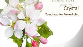  Presentation with apple flower - Cool new presentation with fruit flower - closeup of apple blossoms backdrop and a white colored foreground