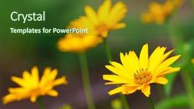  Presentation with yellow - Colorful theme enhanced with summer garden - beautiful small yellow flowers closeup backdrop and a  colored foreground