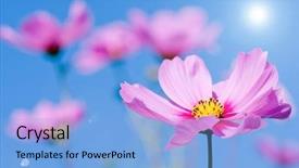  Presentation with cosmos - Slides consisting of summer garden - beautiful cosmos flowers background and a light blue colored foreground