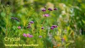  Presentation with summer flowers - 