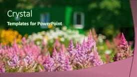  Presentation with summer flowers - Presentation having summer-garen-with-nice-flowers background and a forest green colored foreground