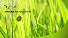  Presentation with snail - PPT layouts consisting of summer green grass and snail background and a yellow colored foreground