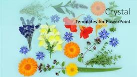  Presentation with summer flowers - Presentation theme having summer-herbs-and-flowers background and a  colored foreground