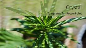  Presentation with summer sun - Amazing presentation having summer-hot-sun-beautiful-shadow backdrop and a yellow colored foreground