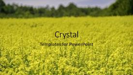  Presentation with blue yellow - Theme consisting of oil canada - view of blooming yellow rapeseed background and a  colored foreground