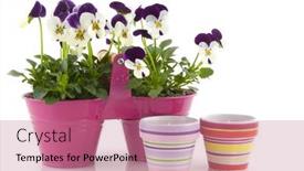  Presentation with bright - Audience pleasing presentation theme consisting of summer-in-the-garden backdrop and a coral colored foreground