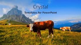  Presentation with alpine - Audience pleasing PPT layouts consisting of summer landscape alpine pass and cows passo giau with famous nuvolau peaks in background dolomites italy europe backdrop and a light blue colored foreground