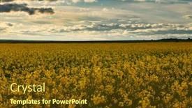  Presentation with sunflowers - Slides with summer-landscape-beauty-sunset-over background and a tawny brown colored foreground