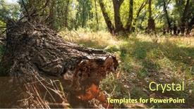  Presentation with summer trees - Presentation theme consisting of summer-landscape-of-forest and a tawny brown colored foreground
