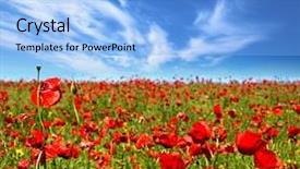 Presentation with poppy - Presentation featuring summer landscape poppy flowers field background and a light blue colored foreground