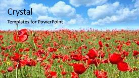  Presentation with poppy - Colorful PPT theme enhanced with summer landscape poppy flowers filed and perfect blue sky backdrop and a light blue colored foreground