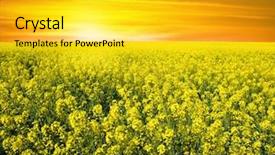  Presentation with summer flowers - Colorful theme enhanced with summer landscape with a field backdrop and a yellow colored foreground