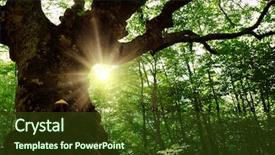  Presentation with old growth - Slide deck consisting of summer landscape with old tree background and a tawny brown colored foreground