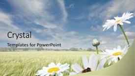  Presentation with honey bee - Audience pleasing slide set consisting of honeybee - summer landscape with oxeye daisies backdrop and a light blue colored foreground