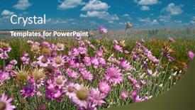  Presentation with pink sky - Audience pleasing PPT layouts consisting of summer landscape with pink wildflowers and blue sky backdrop and a teal colored foreground