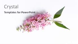 Presentation with lilac bush - Slide set featuring summer-lilac-butterfly-bush-isolated background and a pink colored foreground