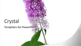  Presentation with lilac flower - Amazing presentation theme having cluster butterfly bush - summer lilac flower isolated backdrop and a white colored foreground