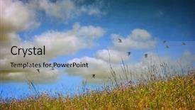  Presentation with beautiful spring flowers - Colorful theme enhanced with summer meadow - beautiful spring landscape with wild backdrop and a light blue colored foreground