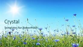  Presentation with sky sun - Theme having summer meadow - blue cornflowers in the field background and a arctic colored foreground