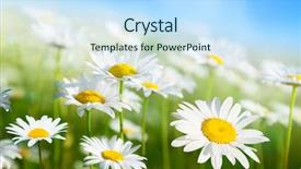  Presentation with daisy - Presentation having summer meadow - field of daisy flowers background and a sky blue colored foreground