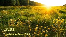  Presentation with sunlight - Audience pleasing presentation design consisting of summer meadow - field of spring flowers backdrop and a  colored foreground