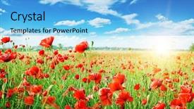  Presentation with poppies - Presentation design having summer meadow - poppies field in rays sun background and a light blue colored foreground