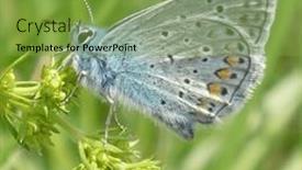  Presentation with butterfly - PPT theme with summer-meadow-butterfly-sits background and a seafoam green colored foreground