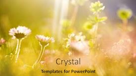  Presentation with magic - Theme having summer-meadow-full-with-wildflowers background and a yellow colored foreground