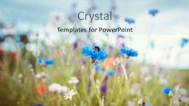  Presentation with corn field - Beautiful PPT theme featuring summer-meadow-with-bee-collecting backdrop and a sky blue colored foreground