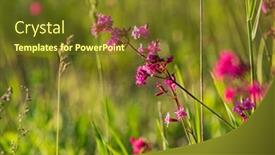  Presentation with pink flowers - PPT theme having summer-meadow-with-pink-flowers background and a tawny brown colored foreground