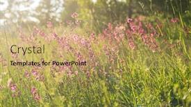  Presentation with pink flowers - Audience pleasing slide set consisting of summer-meadow-with-pink-flowers backdrop and a coral colored foreground