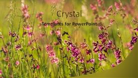  Presentation with summer flowers - Amazing slide set having summer-meadow-with-pink-flowers backdrop and a gold colored foreground