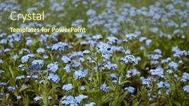  Presentation with summer flowers - Amazing presentation having summer-nature-field-of-forget backdrop and a tawny brown colored foreground