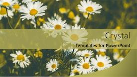  Presentation with chamomile - Presentation featuring summer nature meadow flowers chamomile background and a yellow colored foreground