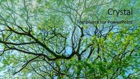  Presentation with green foliage - Presentation design featuring summer nature strength and stability background and a seafoam green colored foreground