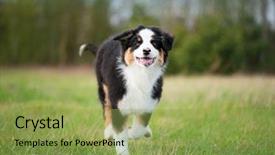  Presentation with old dog - Audience pleasing PPT layouts consisting of summer or spring beautiful australian backdrop and a yellow colored foreground