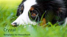  Presentation with aussie - Audience pleasing slide deck consisting of summer or spring beautiful australian backdrop and a  colored foreground