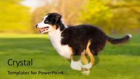  Presentation with aussie - PPT theme featuring summer or spring beautiful australian background and a gold colored foreground