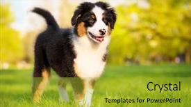  Presentation with aussie - Cool new PPT layouts with summer or spring beautiful australian backdrop and a  colored foreground