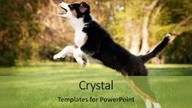  Presentation with aussie - Slide set enhanced with summer or spring beautiful australian background and a yellow colored foreground