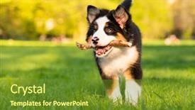  Presentation with old dog - Presentation theme consisting of summer or spring beautiful australian background and a tawny brown colored foreground